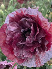 Load image into Gallery viewer, Poppy, Shirley, 'Pandora'
