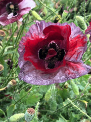 Load image into Gallery viewer, Poppy, Shirley, 'Pandora'
