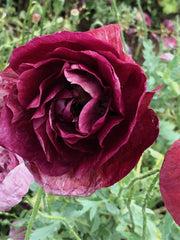 Load image into Gallery viewer, Poppy, Shirley, 'Pandora'
