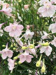 Load image into Gallery viewer, Delphinium, Chinese, 'Pink Butterfly'
