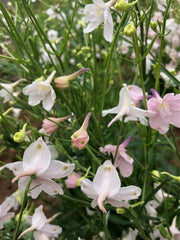 Load image into Gallery viewer, Delphinium, Chinese, 'Pink Butterfly'

