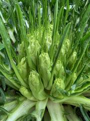 Load image into Gallery viewer, Chicory (Puntarelle di Galatina), 'Medusa'
