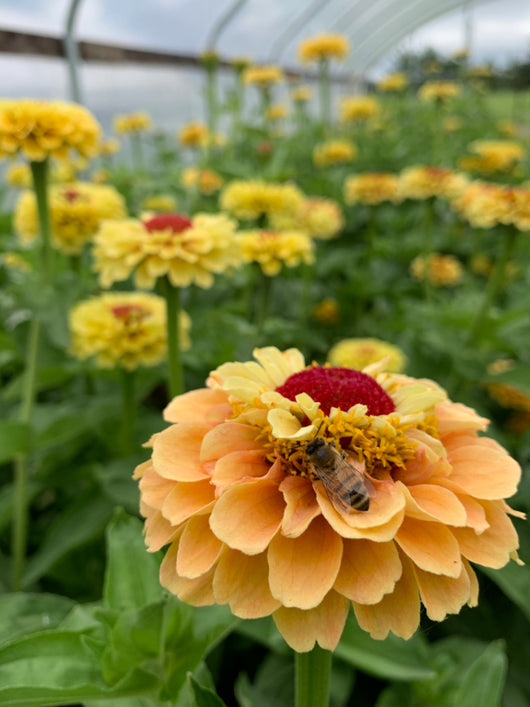 Zinnia, 'Queen Lemon Peach' | Uprising Seeds