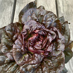 Load image into Gallery viewer, Lettuce, 'Queen of Hearts'

