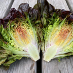 Load image into Gallery viewer, Lettuce, 'Queen of Hearts'
