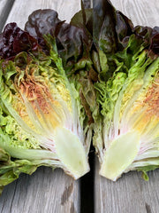 Load image into Gallery viewer, Lettuce, 'Queen of Hearts'
