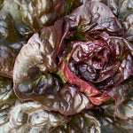 Load image into Gallery viewer, Lettuce, 'Queen of Hearts'
