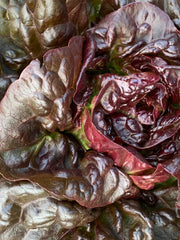 Load image into Gallery viewer, Lettuce, 'Queen of Hearts'
