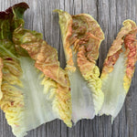 Load image into Gallery viewer, Lettuce, 'Queen of Hearts'
