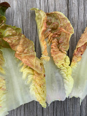 Load image into Gallery viewer, Lettuce, 'Queen of Hearts'
