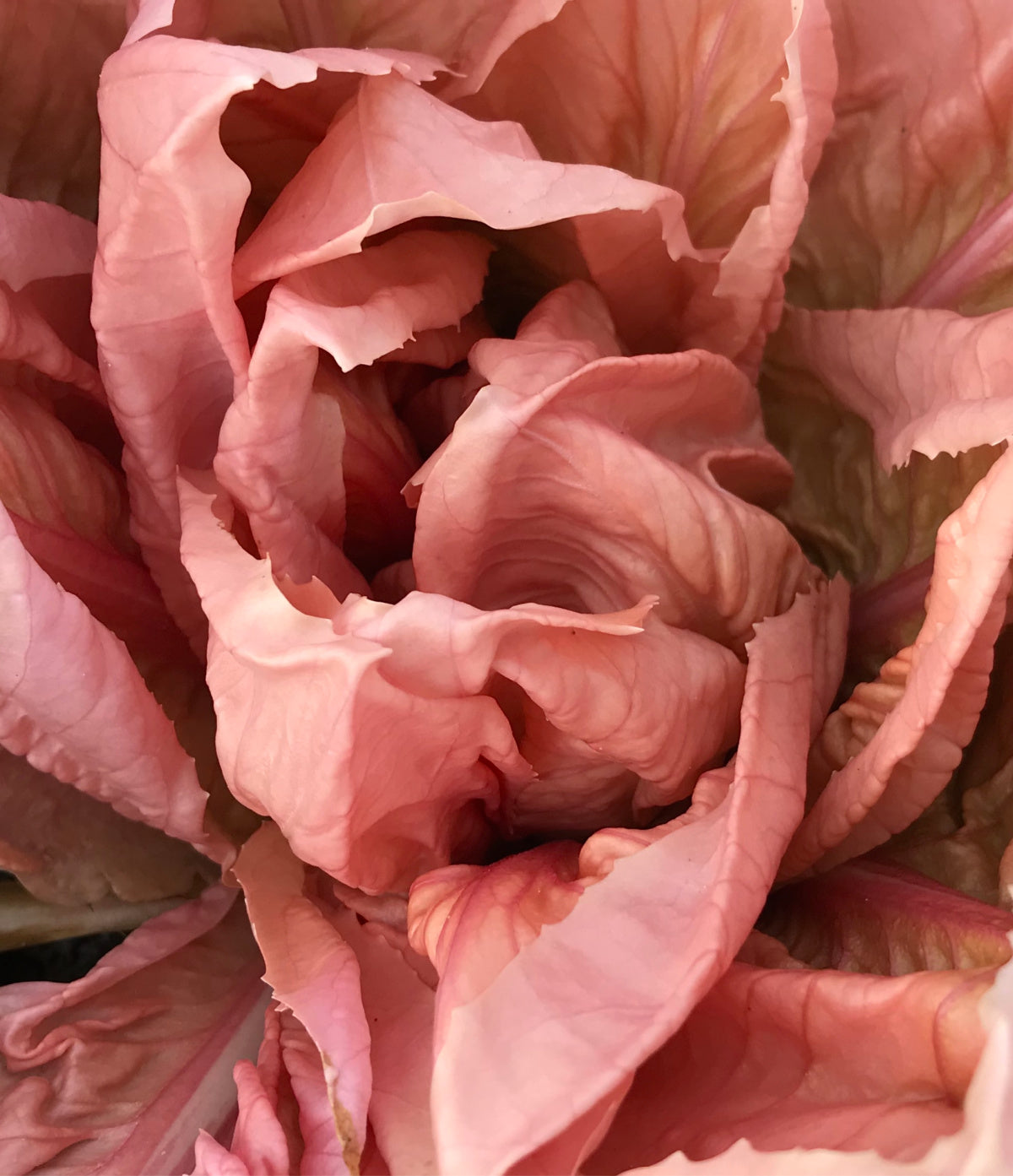 rosada seeds Radicchio (Rosa del Veneto), 'Rosato'