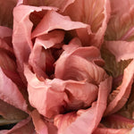 Load image into Gallery viewer, Radicchio (Rosa del Veneto), 'Rosato'

