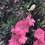Load image into Gallery viewer, Larkspur, 'Salmon Beauty'

