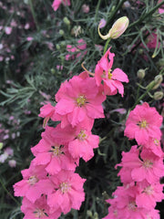 Load image into Gallery viewer, Larkspur, 'Salmon Beauty'
