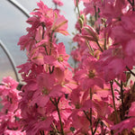 Load image into Gallery viewer, Larkspur, 'Salmon Beauty'
