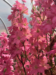 Load image into Gallery viewer, Larkspur, 'Salmon Beauty'
