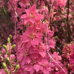 Load image into Gallery viewer, Larkspur, 'Salmon Beauty'
