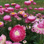 Load image into Gallery viewer, Strawflower, 'Silvery Rose'
