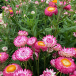 Load image into Gallery viewer, Strawflower, 'Silvery Rose'
