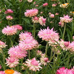 Load image into Gallery viewer, Strawflower, 'Silvery Rose'
