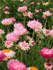 Load image into Gallery viewer, Strawflower, 'Silvery Rose'
