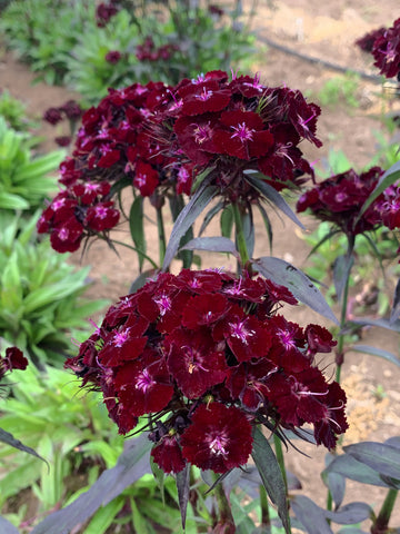 Dianthus