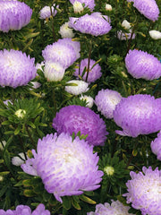 Load image into Gallery viewer, Aster, China, 'Tower Silver'
