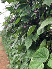 Load image into Gallery viewer, Bean, Pole Snap, 'Trionfo Violetto'
