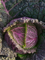 Load image into Gallery viewer, Cabbage, 'Verza Moretta di Veronella'
