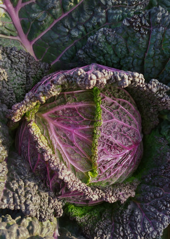 Cabbage