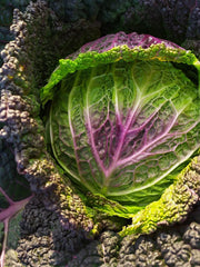 Load image into Gallery viewer, Cabbage, 'Verza Moretta di Veronella'
