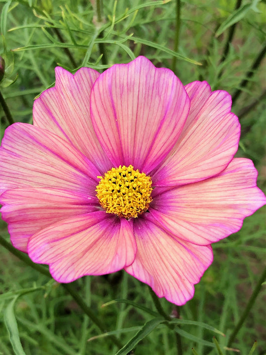 Cosmos, 'Xsenia' | Uprising Seeds