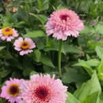 Load image into Gallery viewer, Zinnia, 'Zinderella Lilac'
