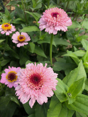 Load image into Gallery viewer, Zinnia, 'Zinderella Lilac'
