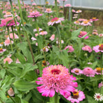 Load image into Gallery viewer, Zinnia, 'Zinderella Lilac'
