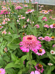 Load image into Gallery viewer, Zinnia, 'Zinderella Lilac'
