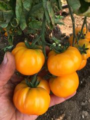 Load image into Gallery viewer, Tomato, 'Afghan'
