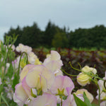 Load image into Gallery viewer, Sweet Pea, 'April in Paris'
