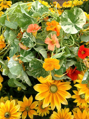 Load image into Gallery viewer, Nasturtium, 'Alaska'
