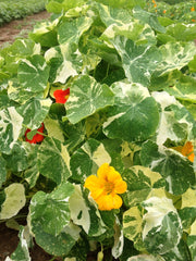 Load image into Gallery viewer, Nasturtium, 'Alaska'
