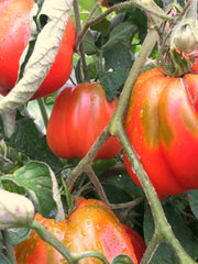 Load image into Gallery viewer, Tomato, 'Cuor di Bue Albenga'
