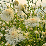 Load image into Gallery viewer, Basket Flower, 'Aloha Blanca'
