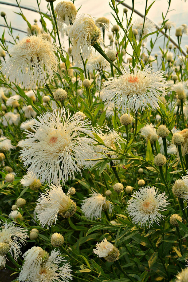 basket flower seeds Basket Flower, 'Aloha Blanca'