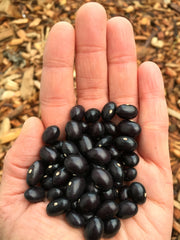 Load image into Gallery viewer, Bean, Pole Dry, 'Tolosa'
