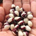 Load image into Gallery viewer, Bean, Pole Dry, 'Annie Jackson'
