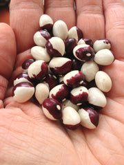 Load image into Gallery viewer, Bean, Pole Dry, 'Annie Jackson'
