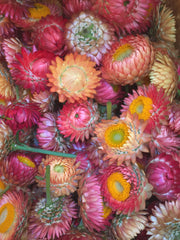 Load image into Gallery viewer, Strawflower, 'Apricot Peach Mix'
