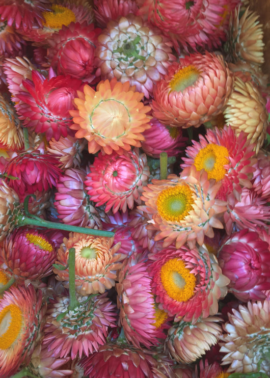 peach flower seeds Strawflower, 'Apricot Peach Mix'