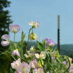 Load image into Gallery viewer, Sweet Pea, 'April in Paris'
