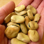 Load image into Gallery viewer, Fava, 'Aquadulce'
